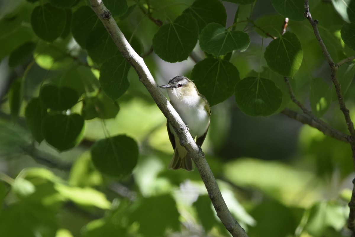 Red-eyed Vireo - Myles Quirion