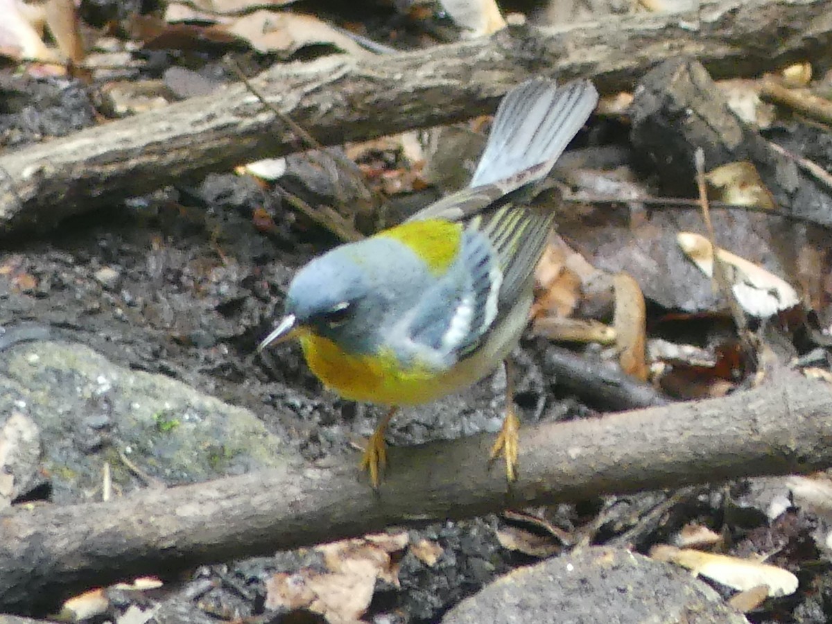 Northern Parula - Eamon Corbett