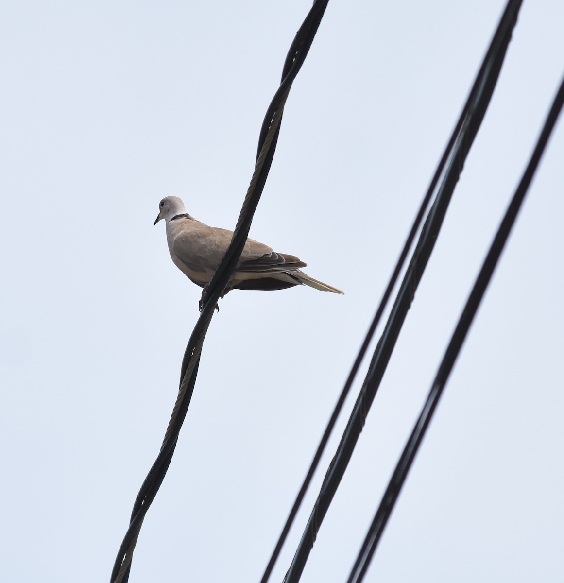 African Collared-Dove - Bill Tweit