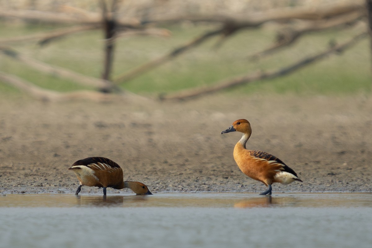 Fulvous Whistling-Duck - Dario Cantu