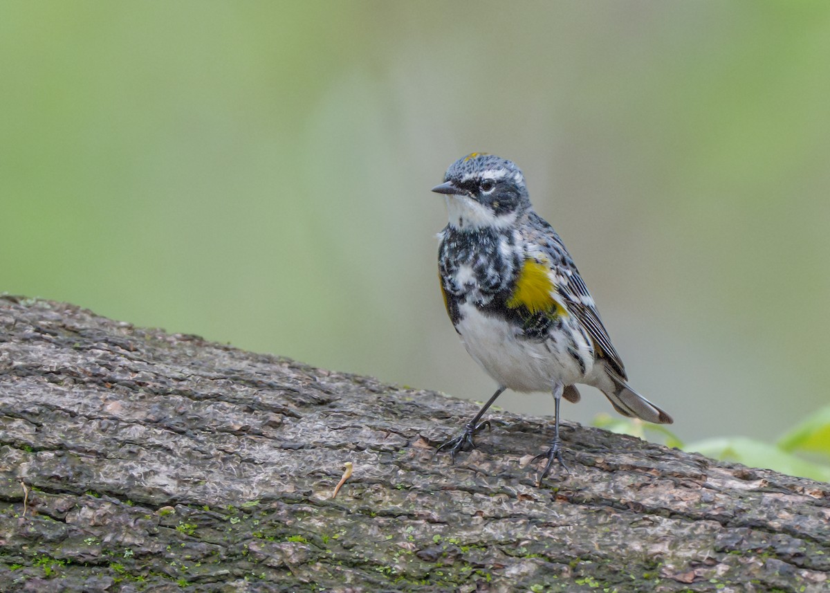 Yellow-rumped Warbler - Dori Eldridge