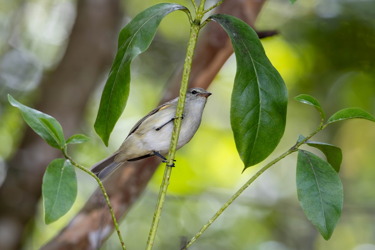 Southern Beardless-Tyrannulet - Katia Oliveira