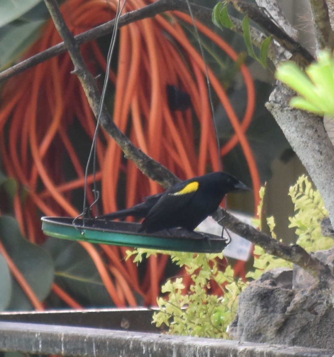 Yellow-shouldered Blackbird - Bill Tweit