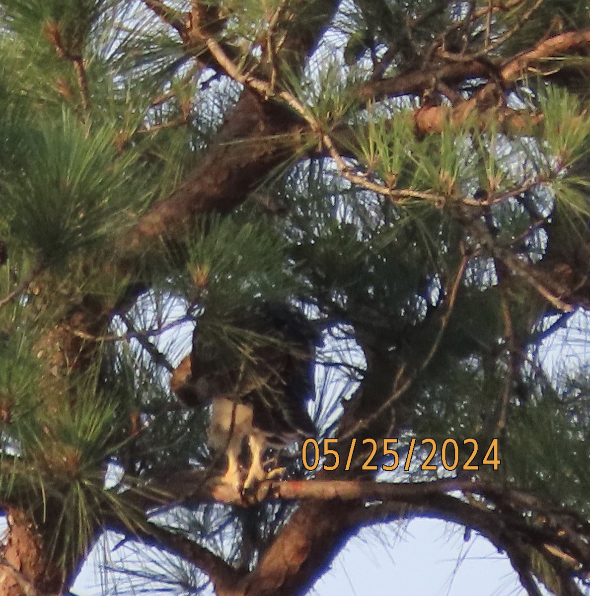 Red-tailed Hawk - Susan Leake