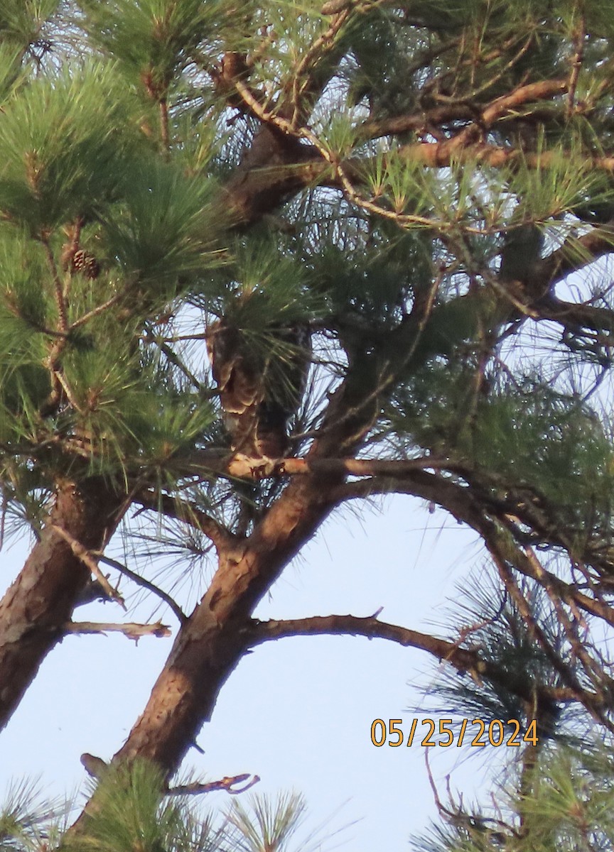 Red-tailed Hawk - Susan Leake