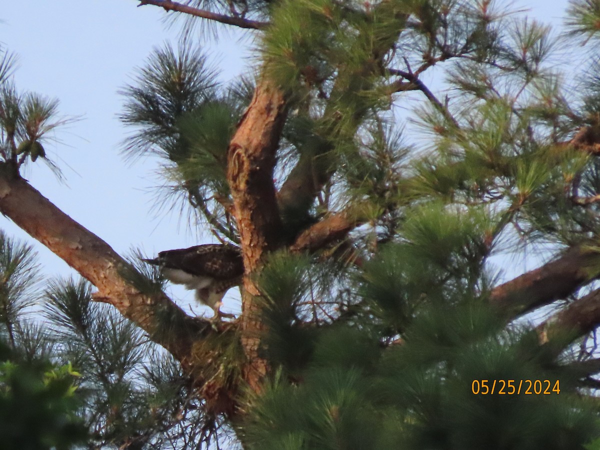 Red-tailed Hawk - Susan Leake