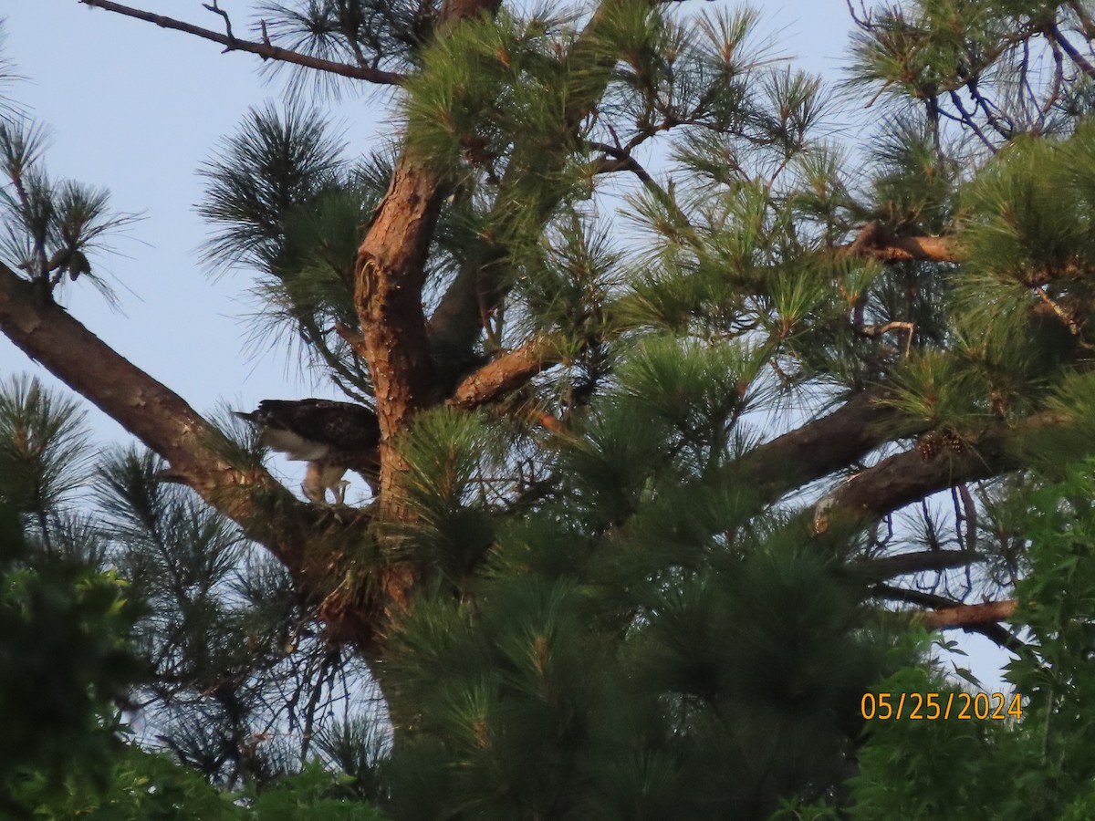 Red-tailed Hawk - Susan Leake