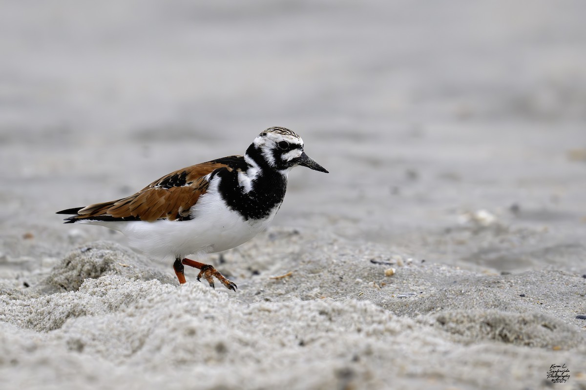 Ruddy Turnstone - Karen Szafrajda