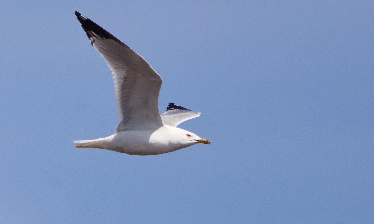 Ring-billed Gull - Joel Weatherly