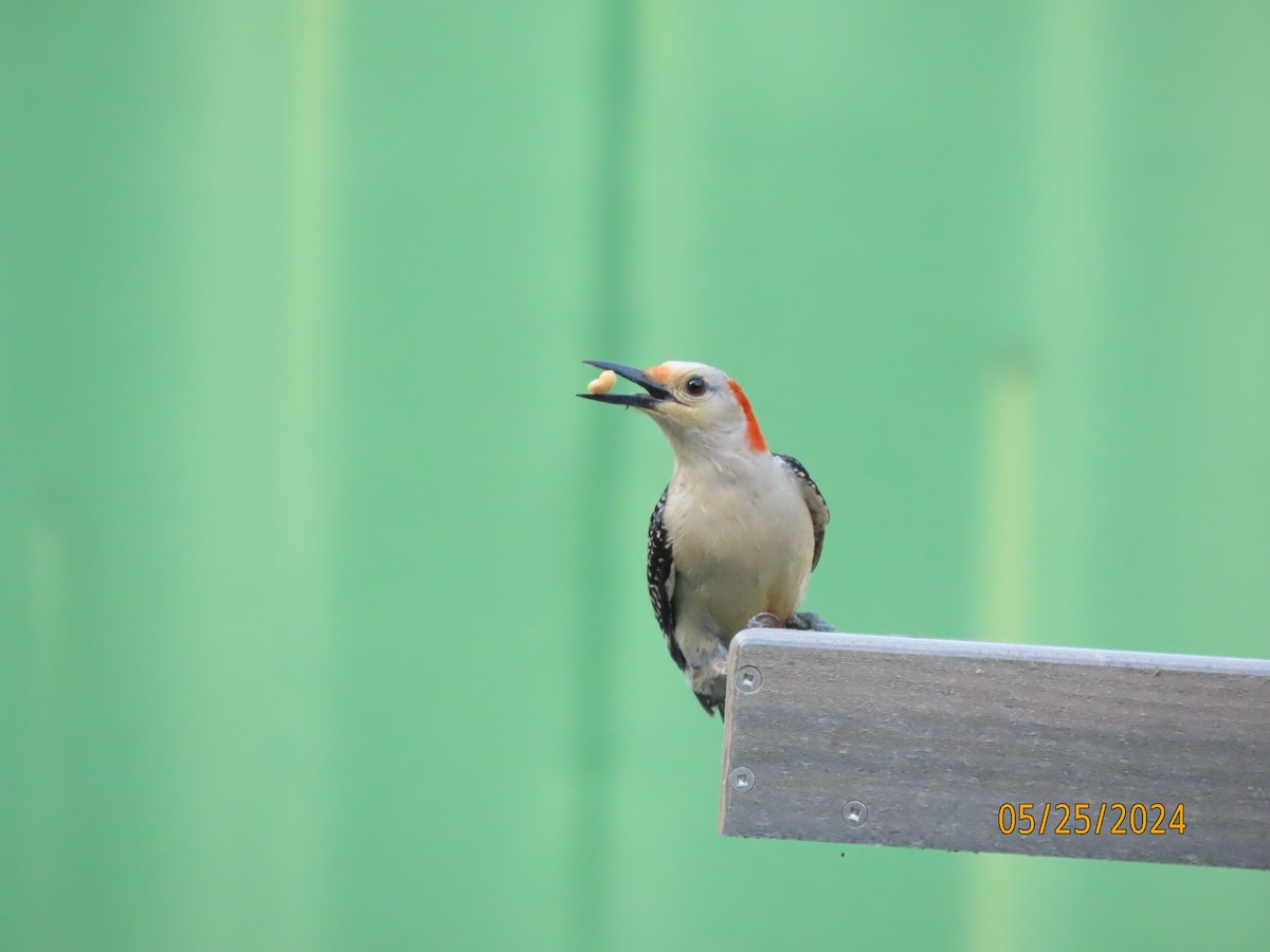 Red-bellied Woodpecker - Susan Leake