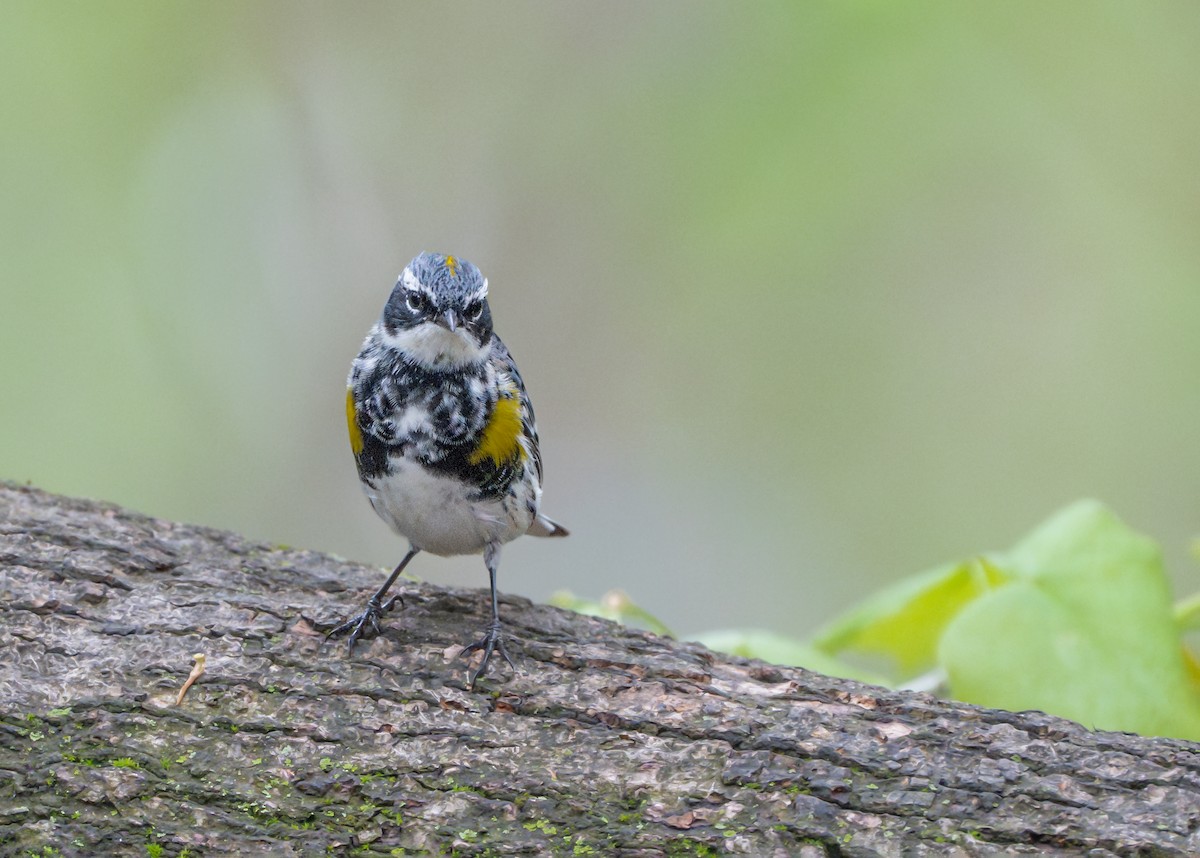 Yellow-rumped Warbler - Dori Eldridge