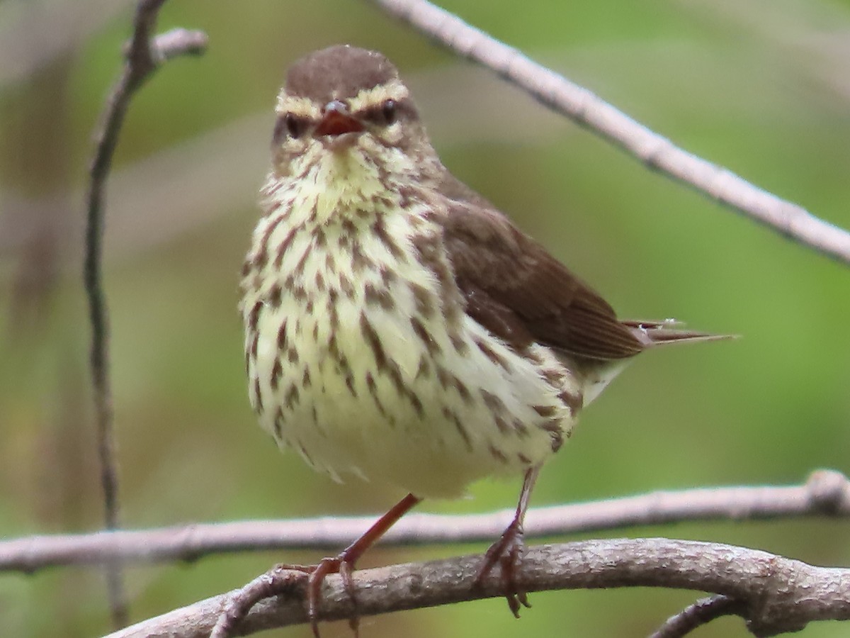 Northern Waterthrush - claude charest