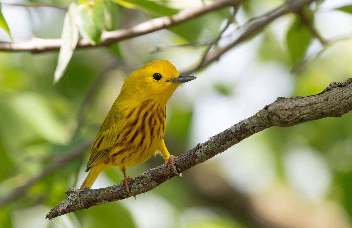 Yellow Warbler - Mike Good