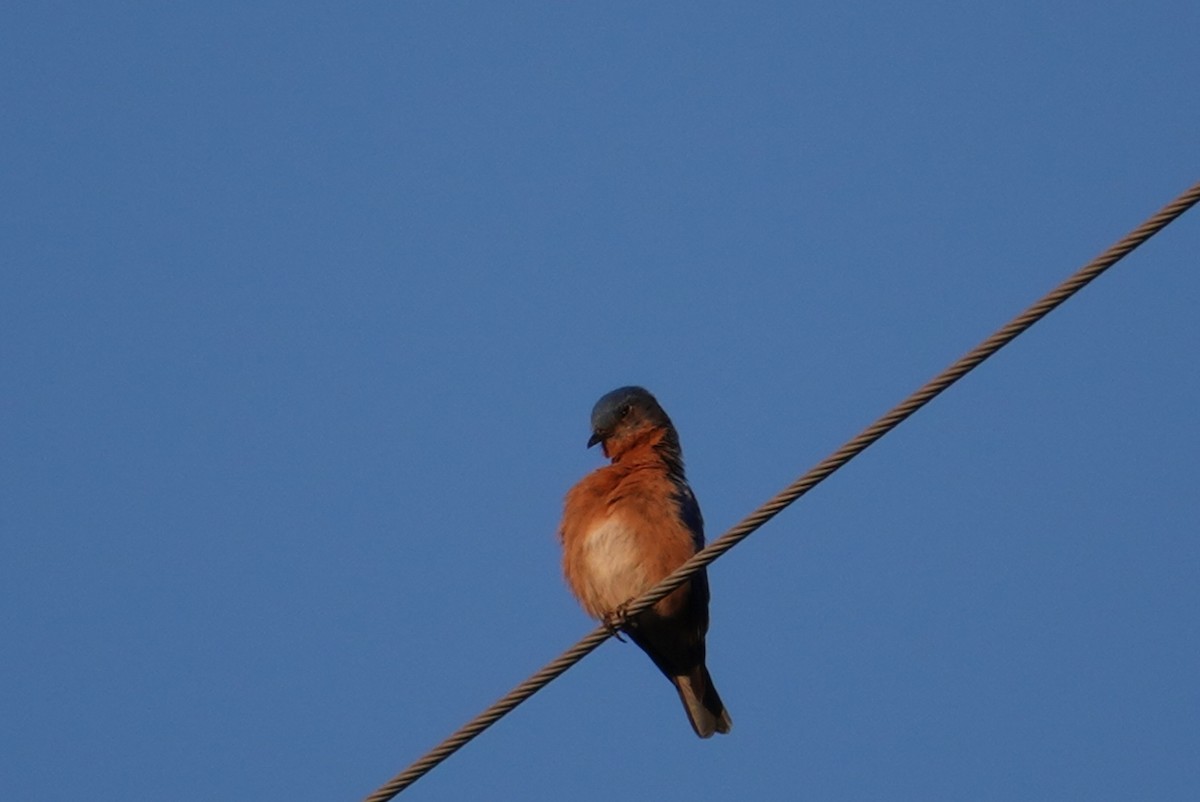 Eastern Bluebird - Terry Pollock