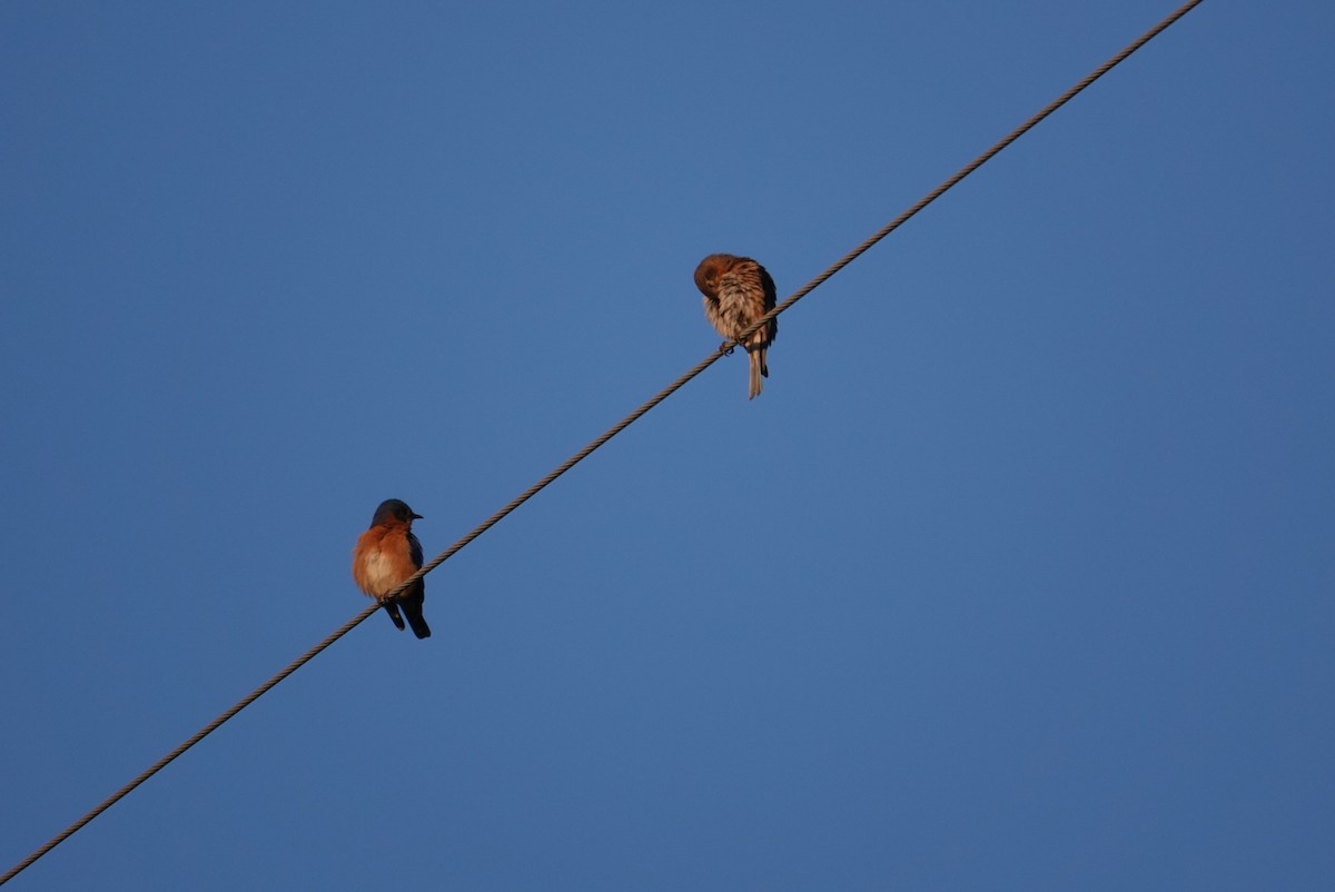 Eastern Bluebird - ML619597827