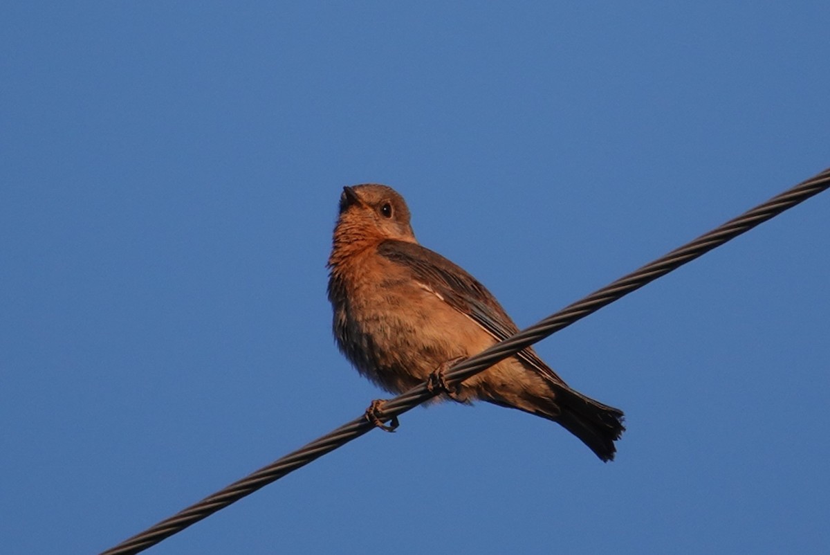 Eastern Bluebird - ML619597829