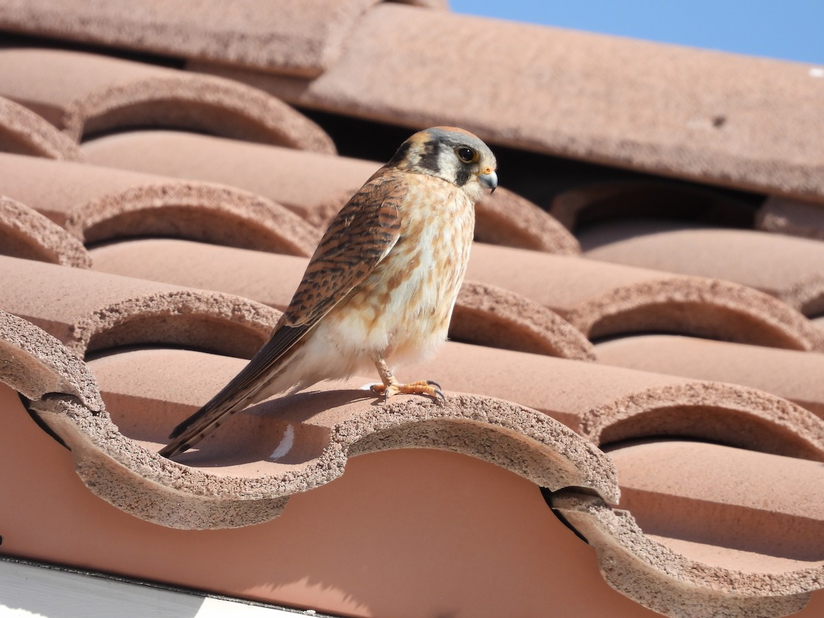 American Kestrel - Daniel Logan