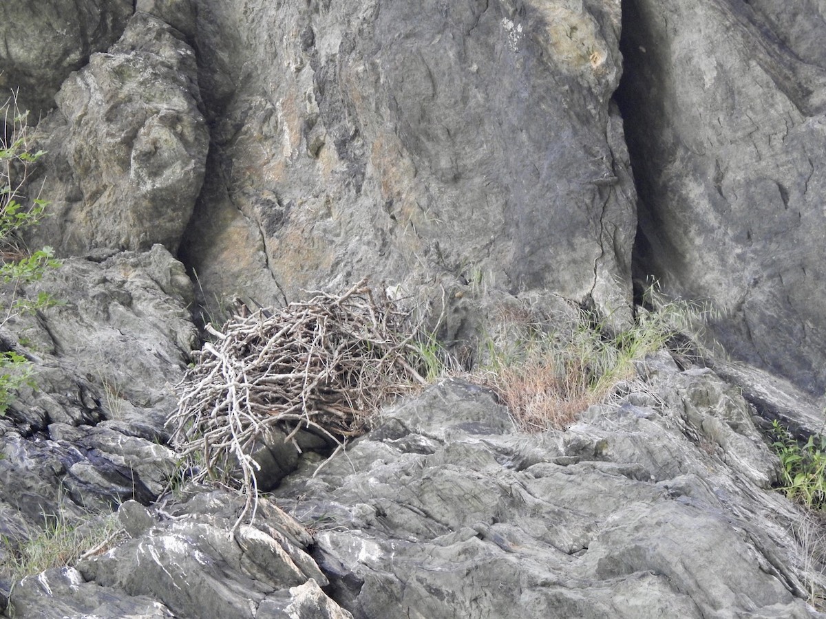 Peregrine Falcon - Anita Hooker