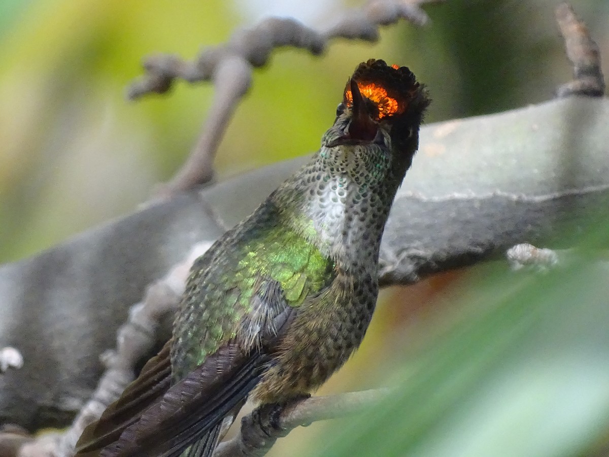 Green-backed Firecrown - ML619597836