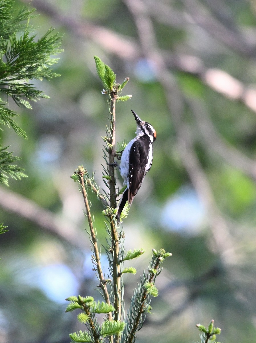 Hairy Woodpecker - Larry Jordan