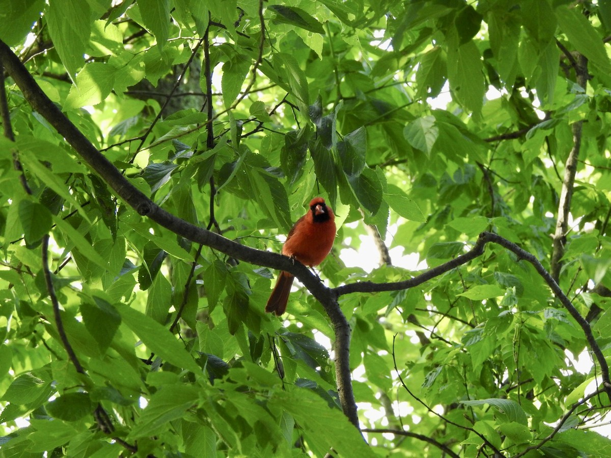 Northern Cardinal - ML619597839