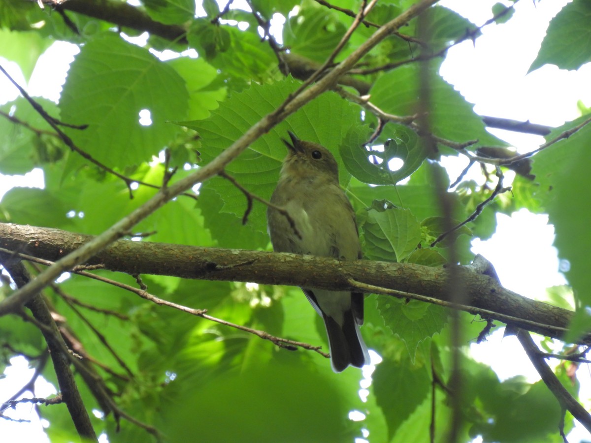 Narcissus Flycatcher - 一成 菊地