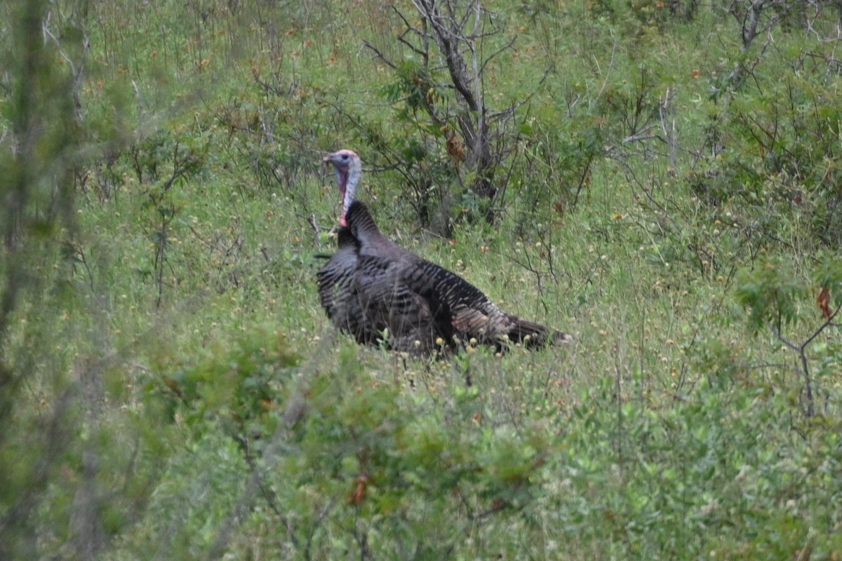 Wild Turkey - ML619597841