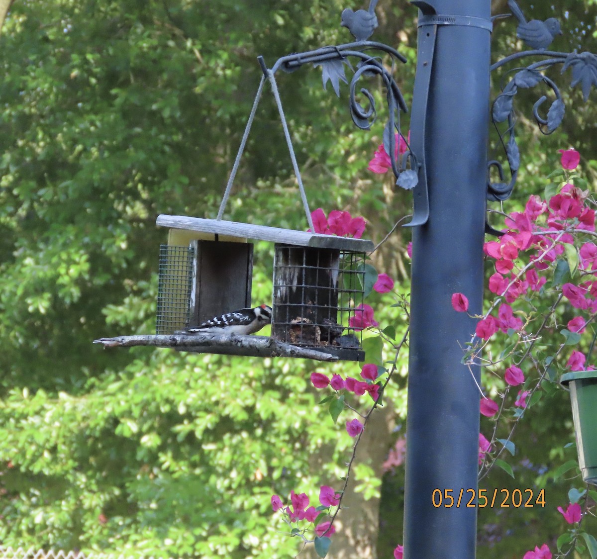 Downy Woodpecker - Susan Leake