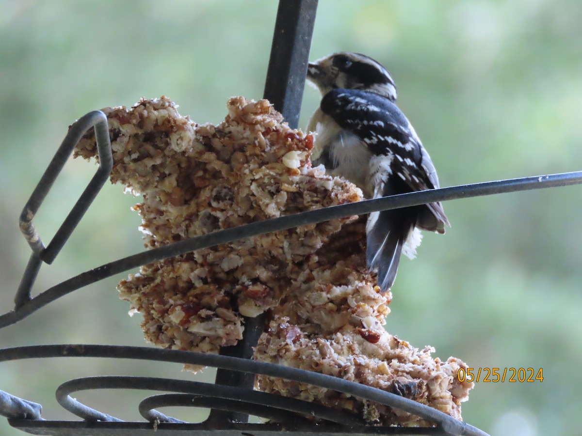 Downy Woodpecker - Susan Leake