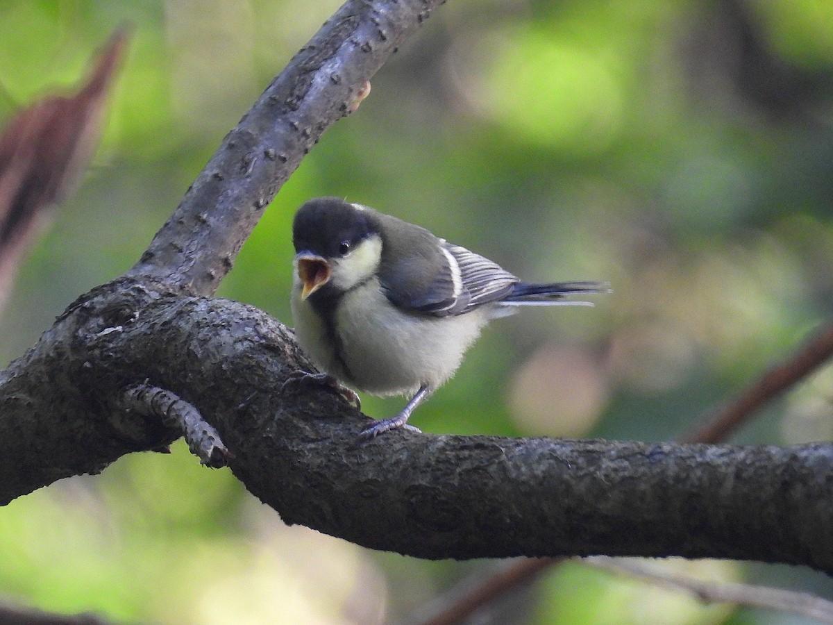 Japanese Tit - ML619597850