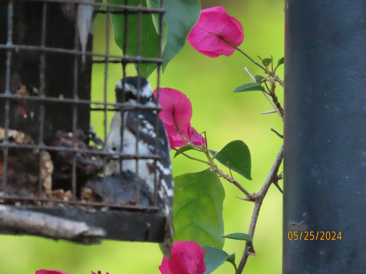 Downy Woodpecker - Susan Leake