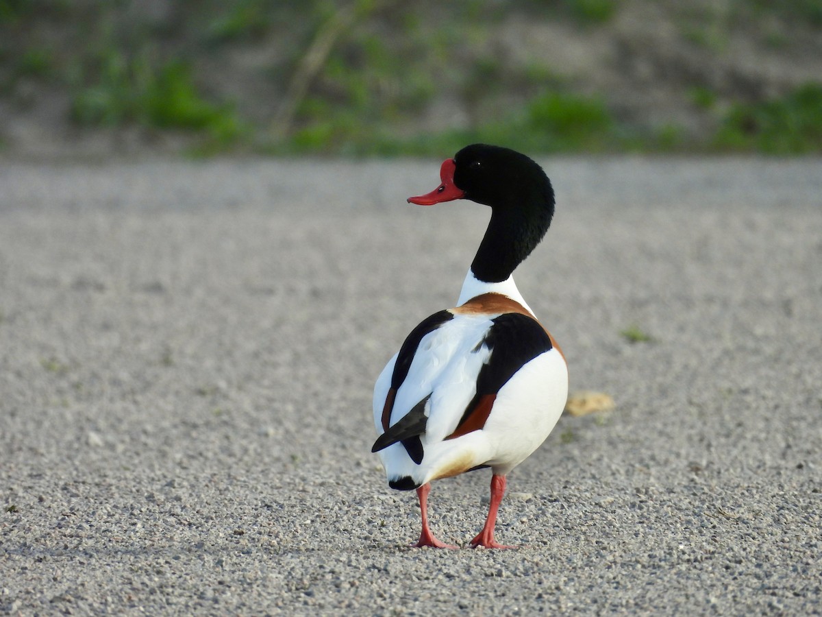 Common Shelduck - Erica Kawata