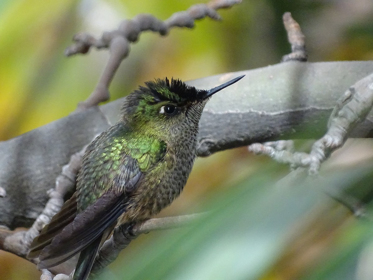 Green-backed Firecrown - ML619597857