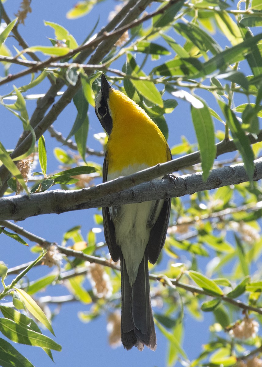 Yellow-breasted Chat - Bente Torvund