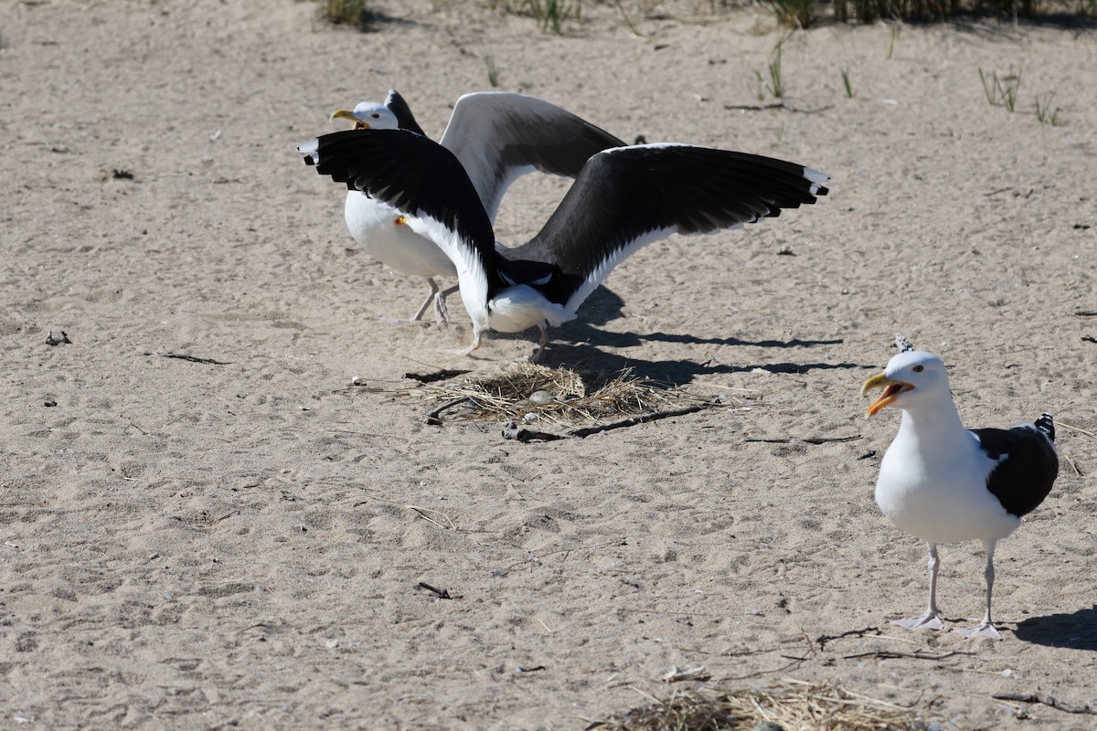 Great Black-backed Gull - Lisa Goodwin