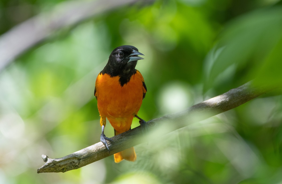Baltimore Oriole - Mike Good