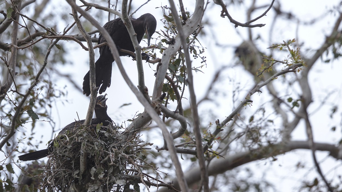 Neotropic Cormorant - ML619597872