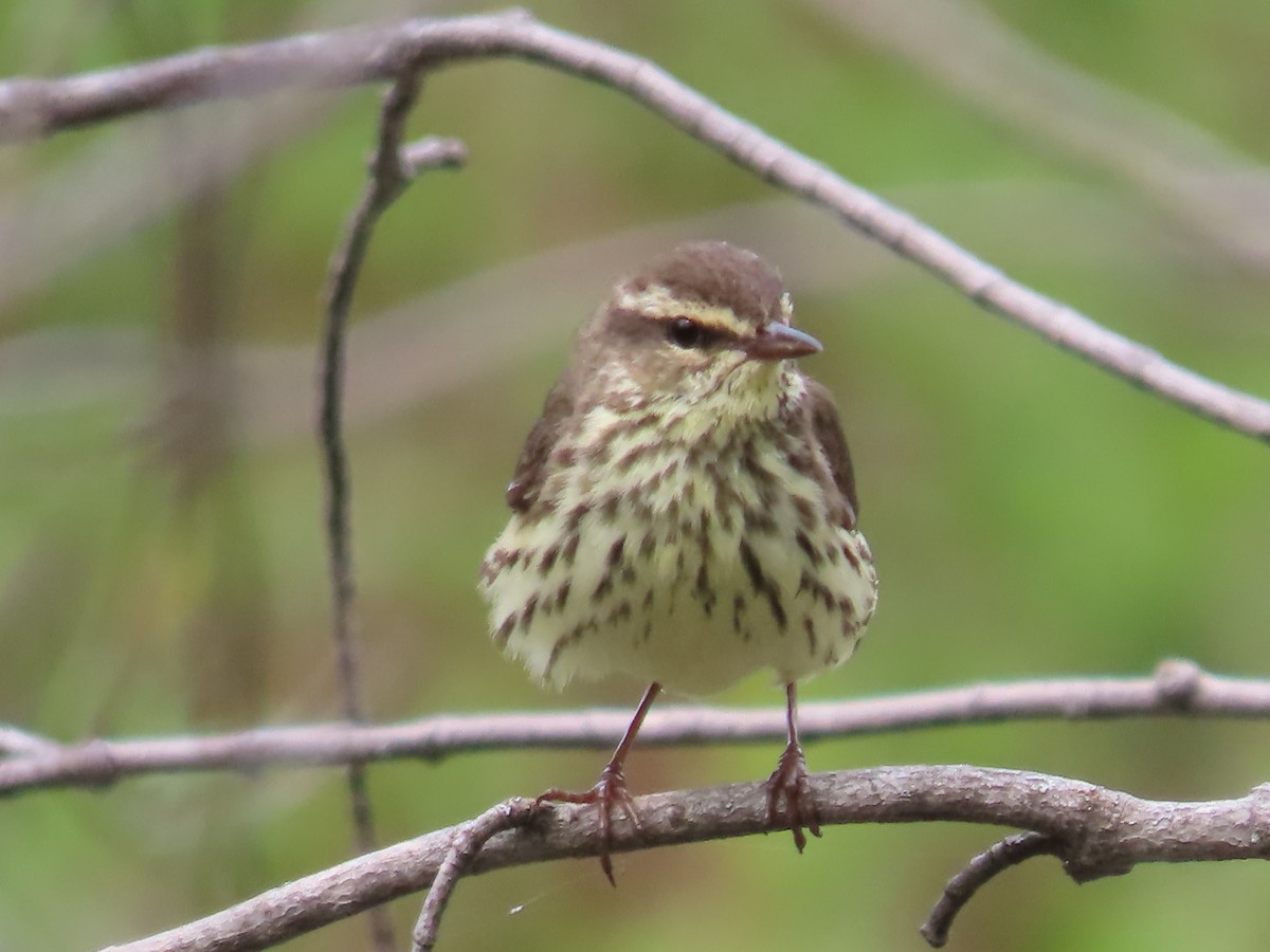 Northern Waterthrush - claude charest