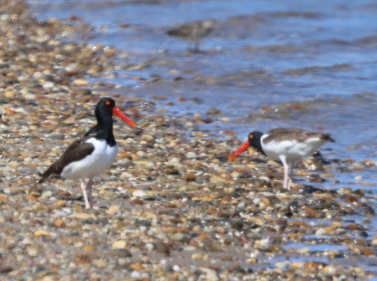 American Oystercatcher - burton balkind