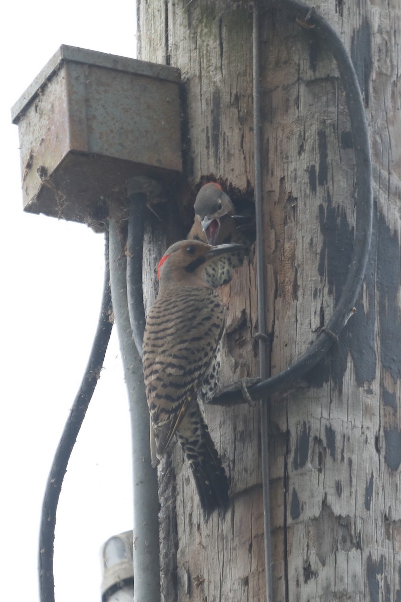 Northern Flicker - ML619597880