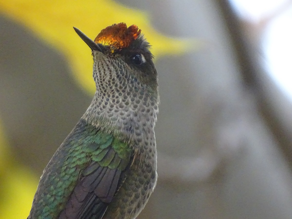 Green-backed Firecrown - ML619597882