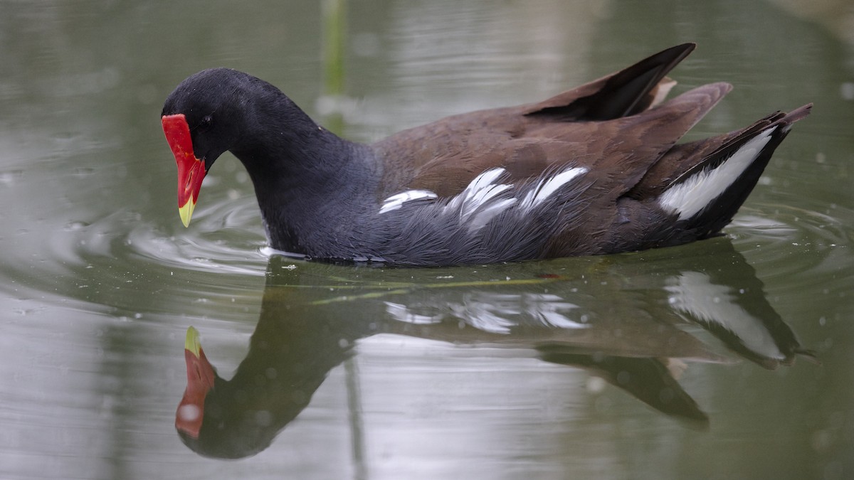 Common Gallinule - Mark Scheel