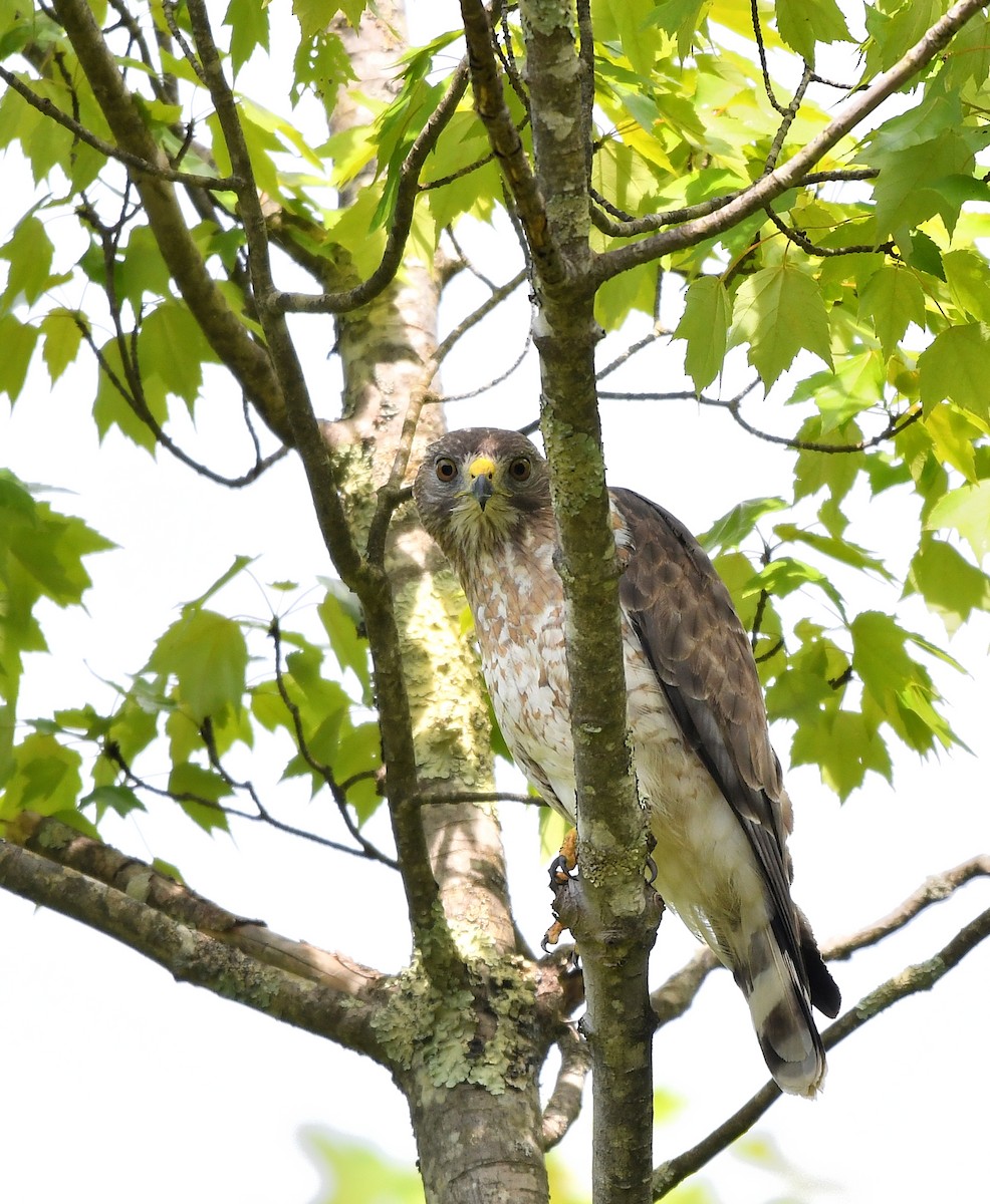 Broad-winged Hawk - ML619597889