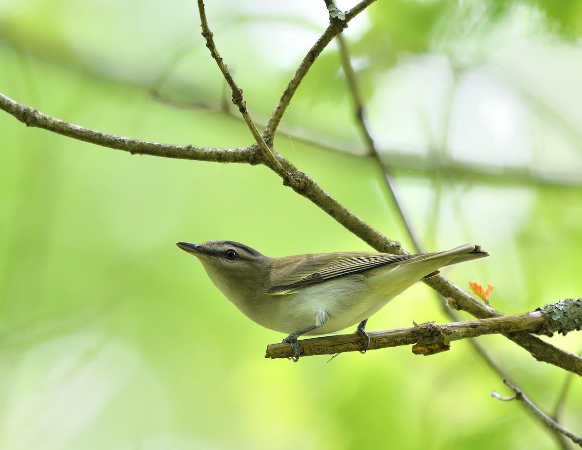 Red-eyed Vireo - ML619597892