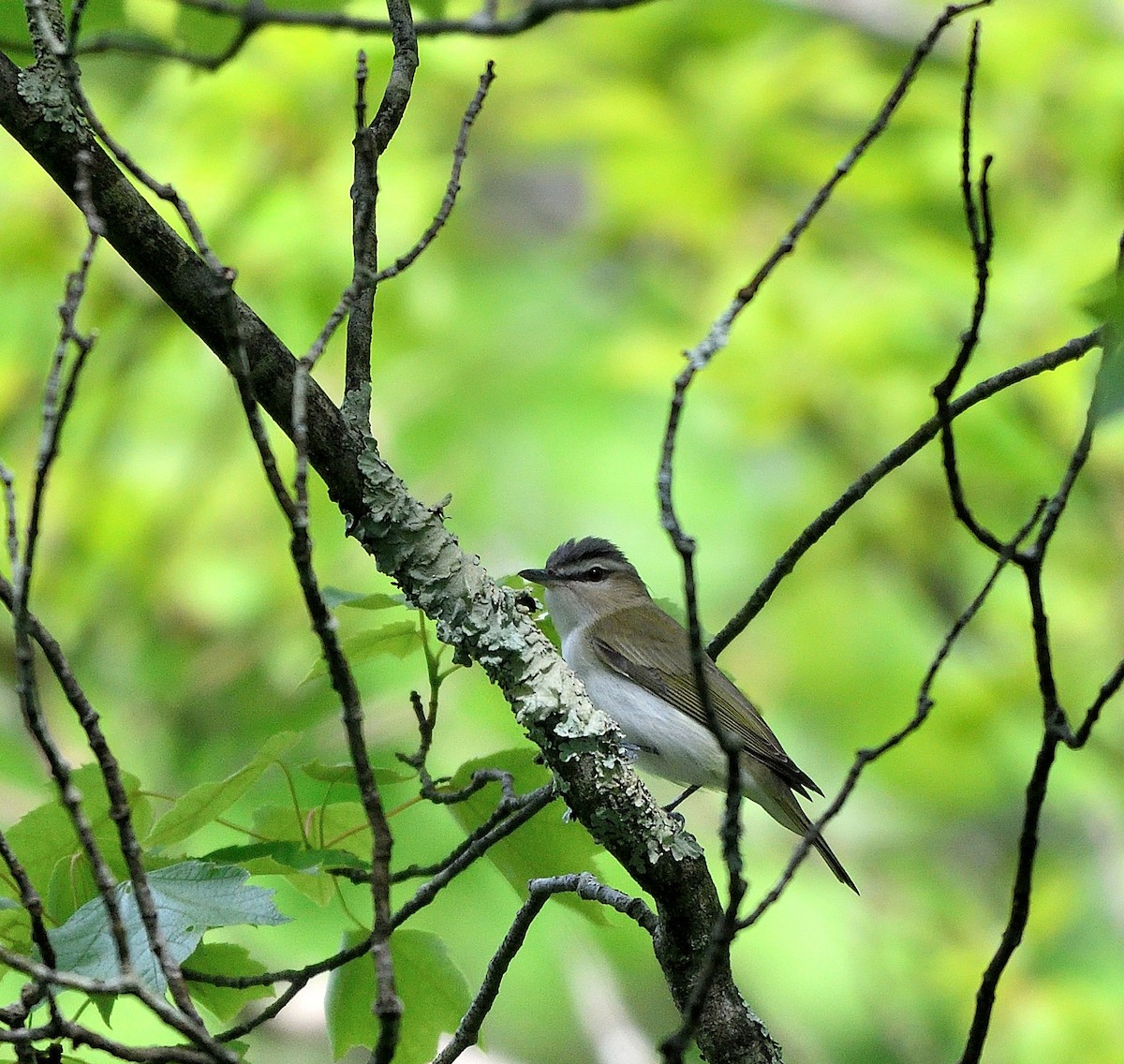 Red-eyed Vireo - ML619597893