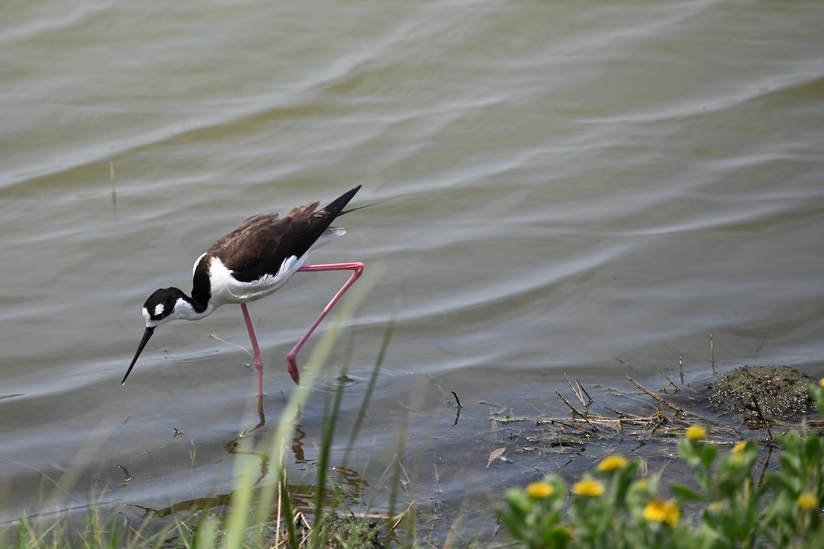 Black-necked Stilt - ML619597895