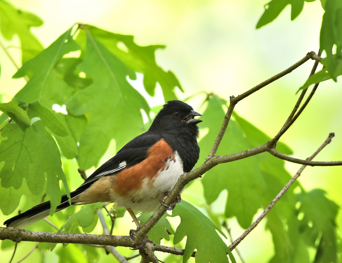 Eastern Towhee - Jaime Thomas