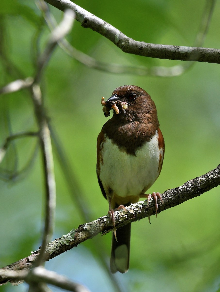 Eastern Towhee - Jaime Thomas