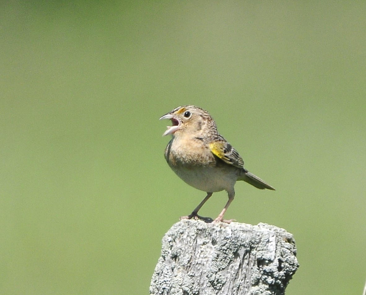 Grasshopper Sparrow - ML619597904