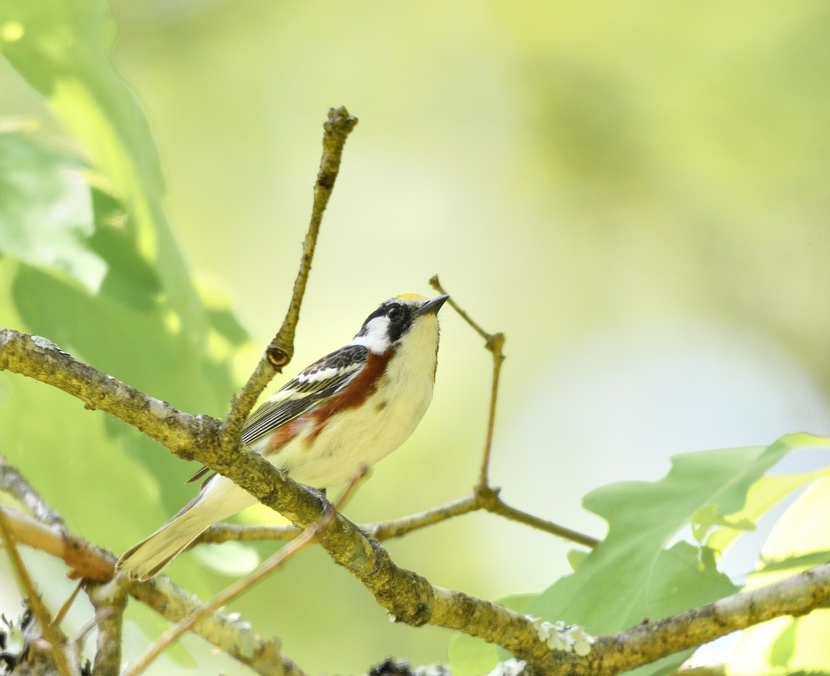 Chestnut-sided Warbler - ML619597911